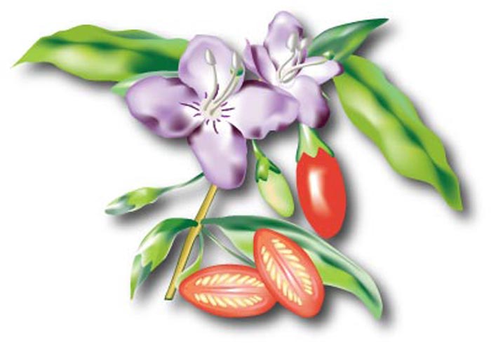 goji fruit illustration