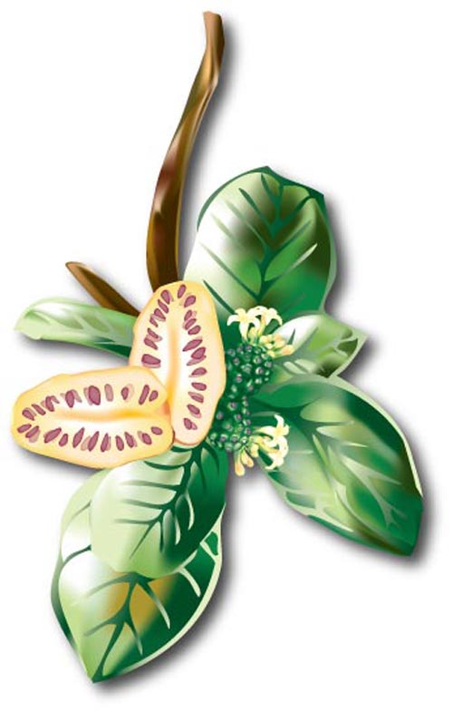 noni fruit illustration