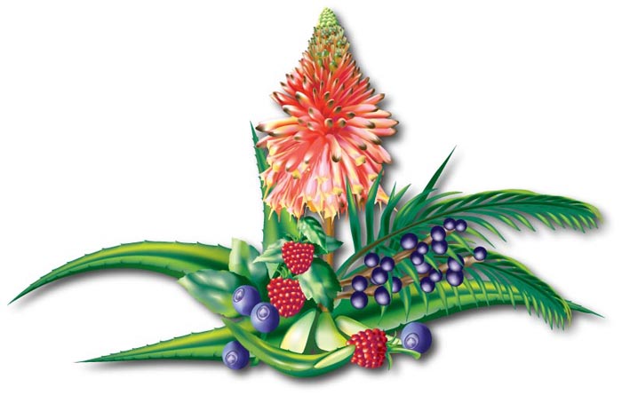 aloe and fruit blend illustration