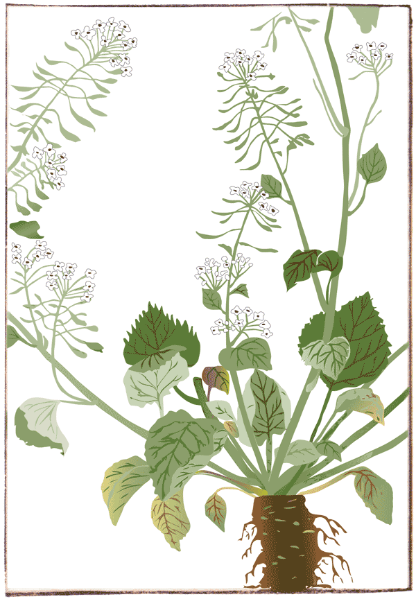 wasabi plant illustration